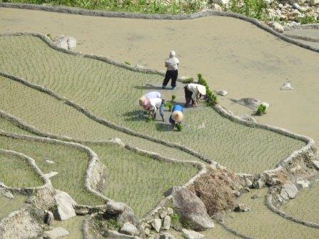 Repiquez le riz au village Ta Van, Sapa 