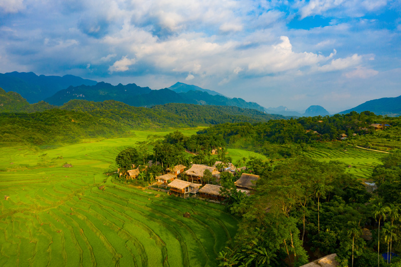 Rice fields on terrace in Pu Luong reserve