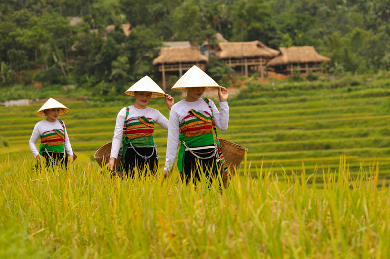 Thai women on terraced rice fields in Pu Luong reserve
